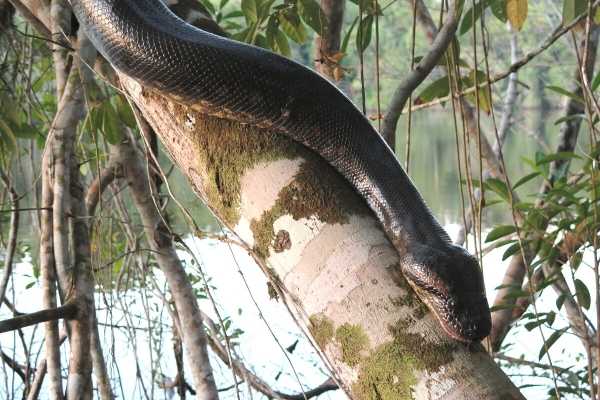 anaconta ou sucuri, a famosa serpente da amazônia