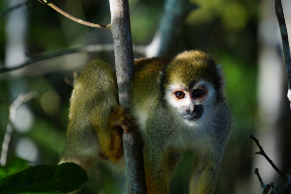 Macaco da Amazônia Rio Negro